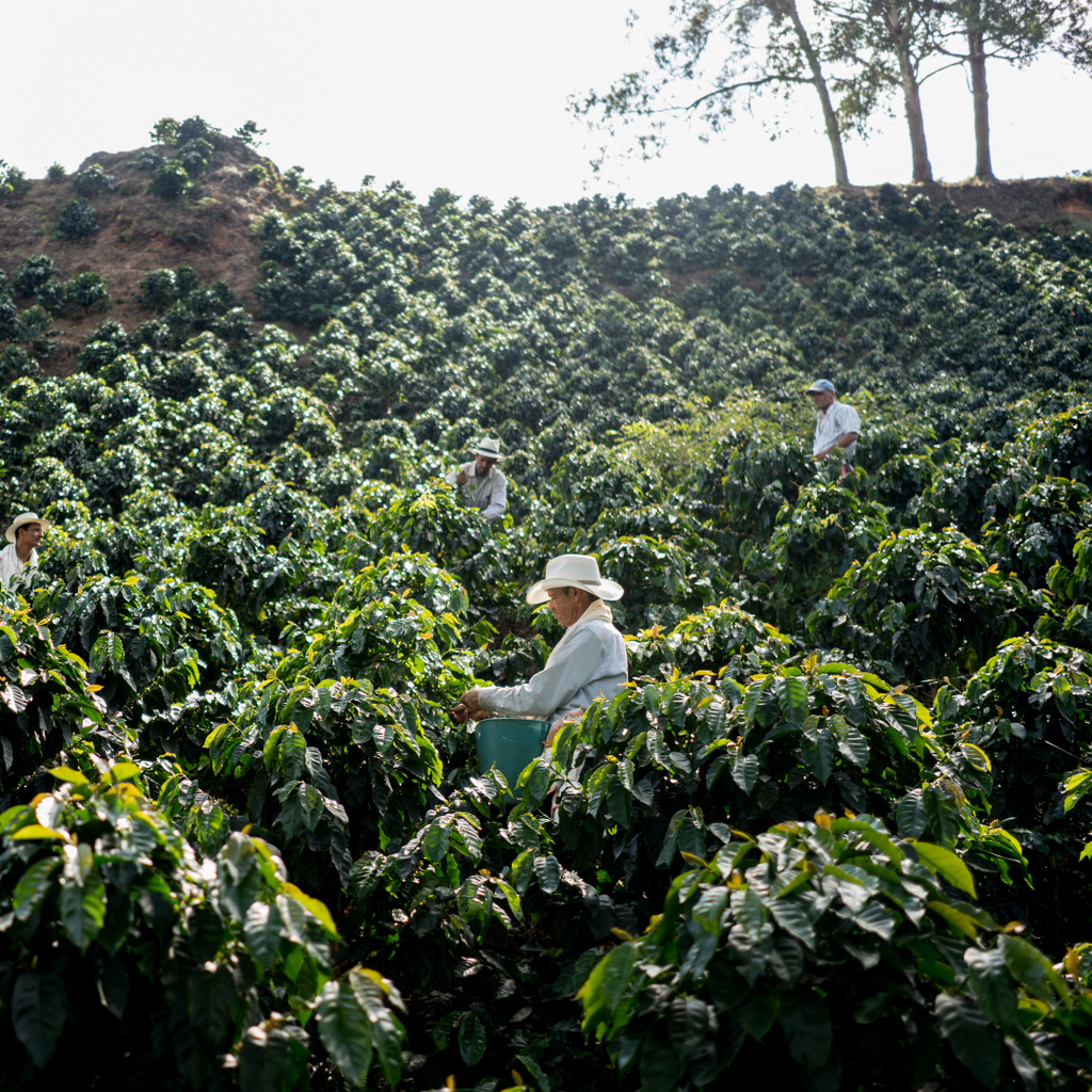 The Role of Altitude in Coffee Farming: How Elevation Affects Bean Quality