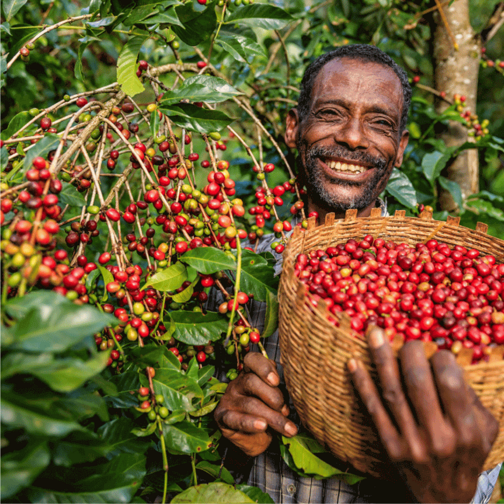 African Single Origin Coffee Subscription